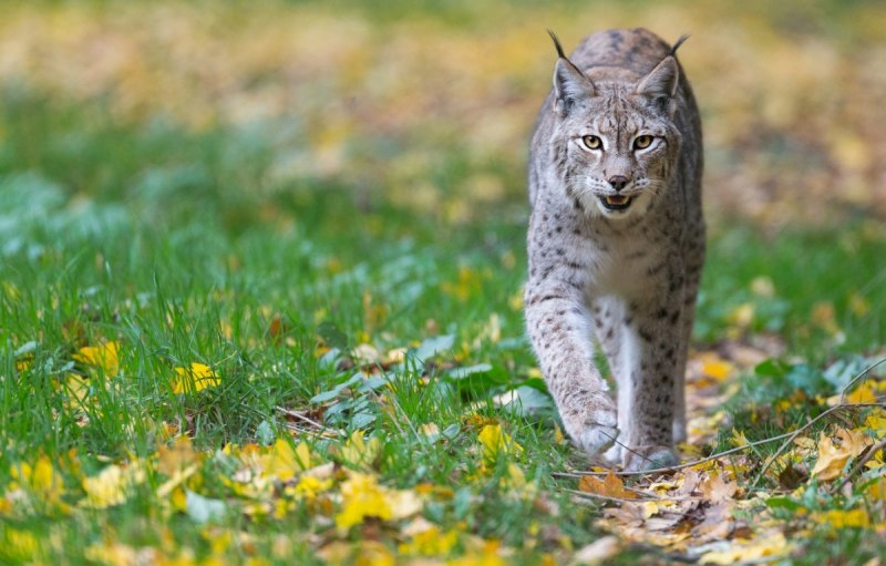 Каракал кошка