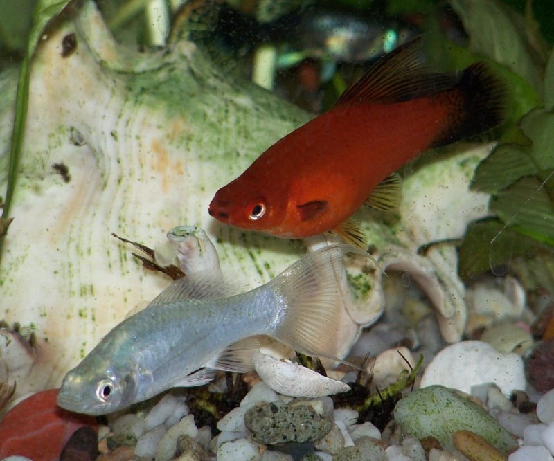 Моллинезия Poecilia sphenops