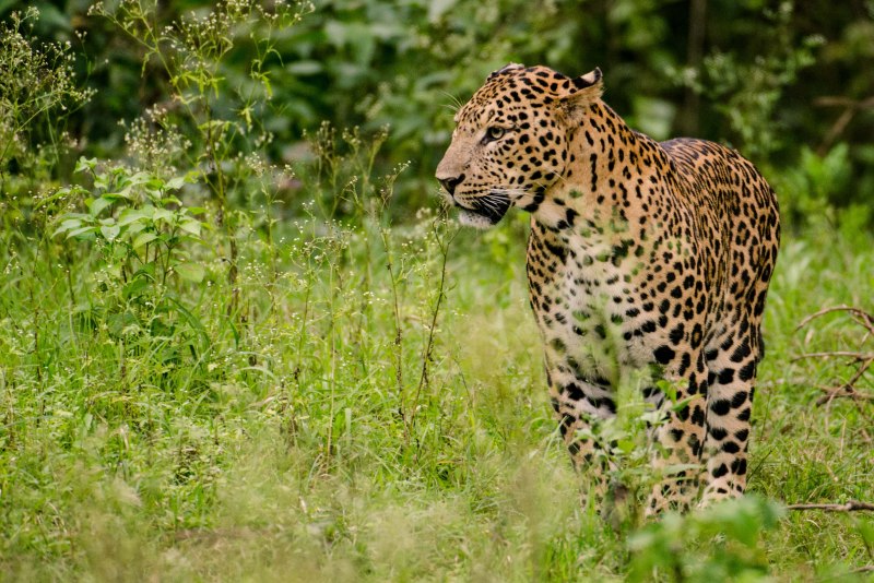 Индийский леопард (57 фото)