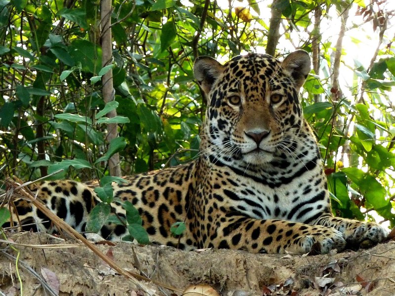 Леопард Panthera pardus