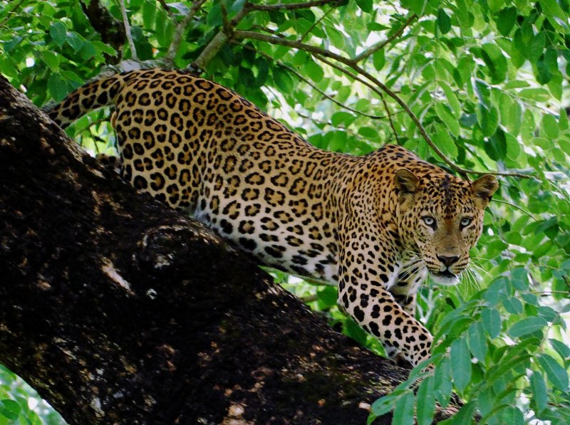 Индийский леопард (Panthera pardus Fusca)