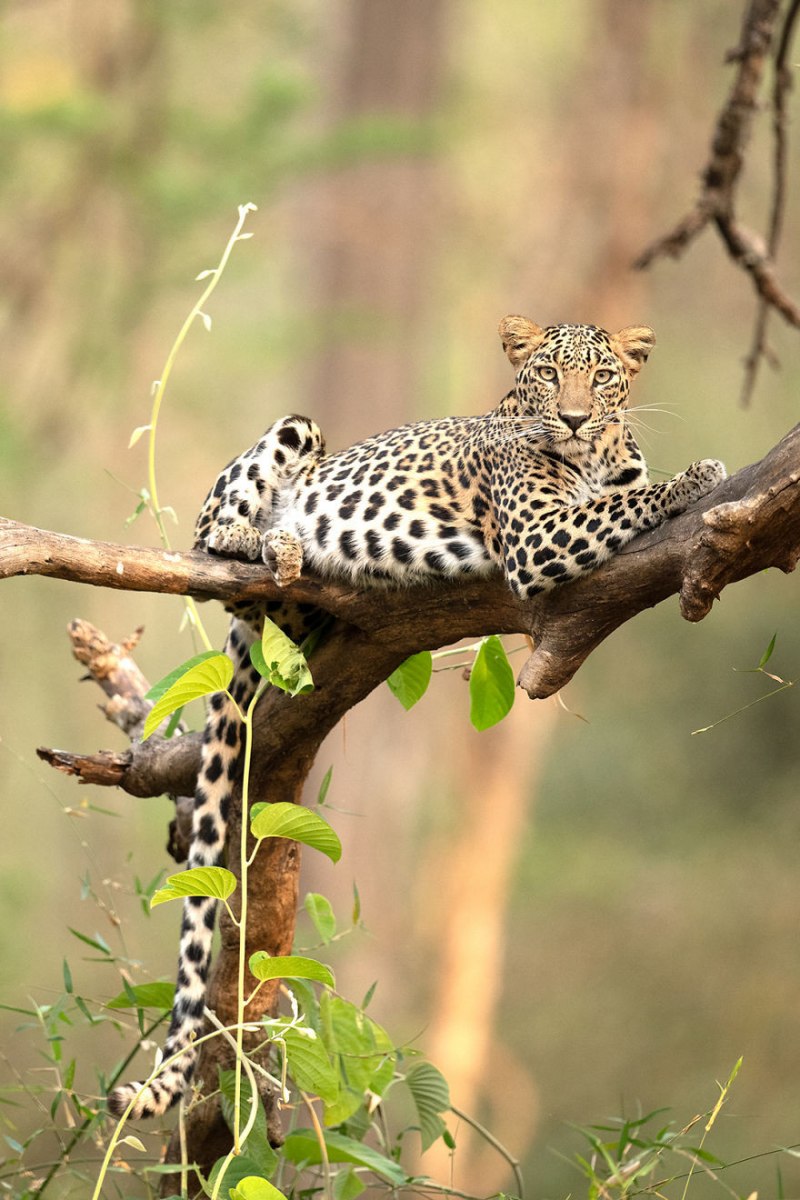 Panna Tiger Reserve Leopard