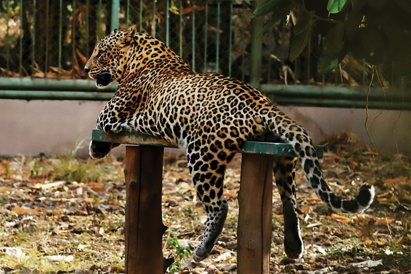Индийский леопард (Panthera pardus Fusca)