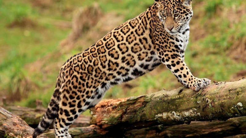 India's Wild Leopards