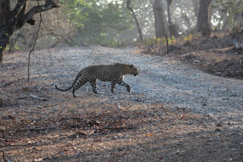 Индийский леопард (Panthera pardus Fusca)