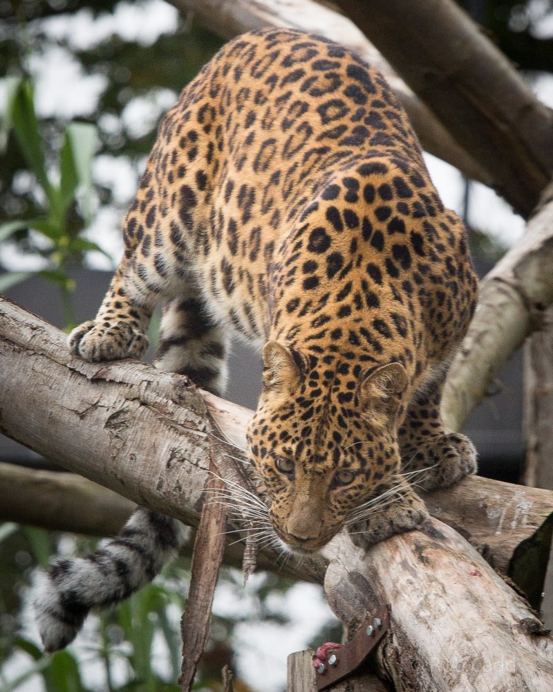 Леопард Panthera pardus