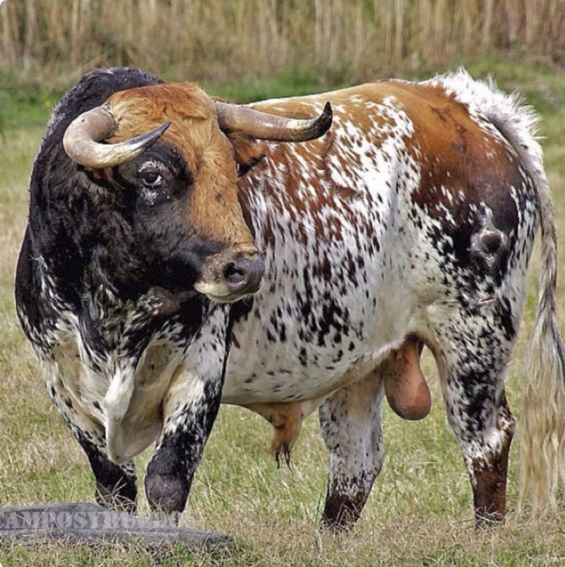 Красивый бык