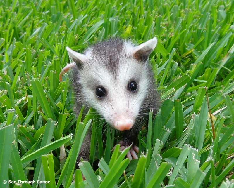 Опоссум (Didelphis virginiana)
