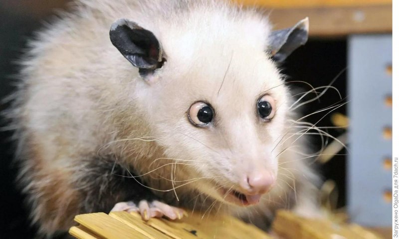Опоссум (Didelphis virginiana)