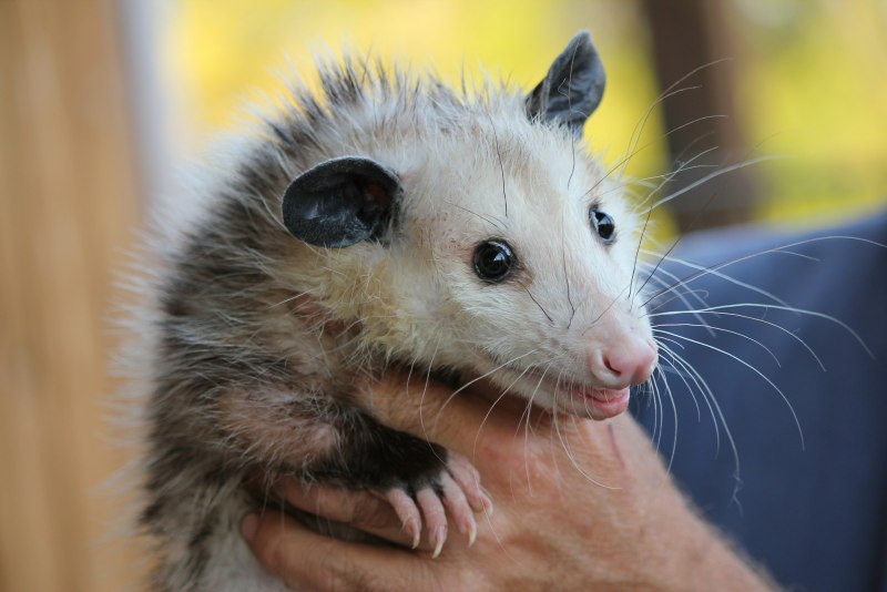 Opossum hugs