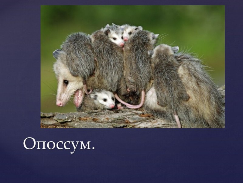 Виргинский опоссум с детенышами