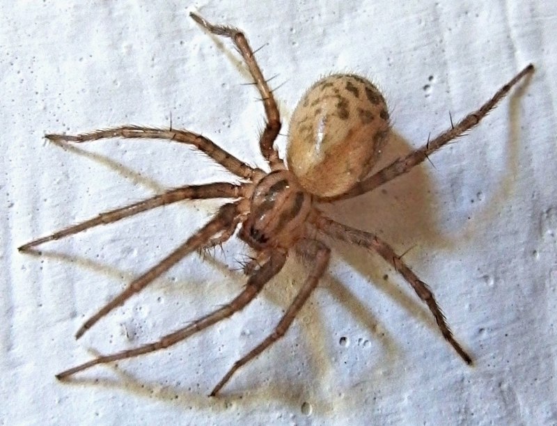 Домовый паук Tegenaria domestica