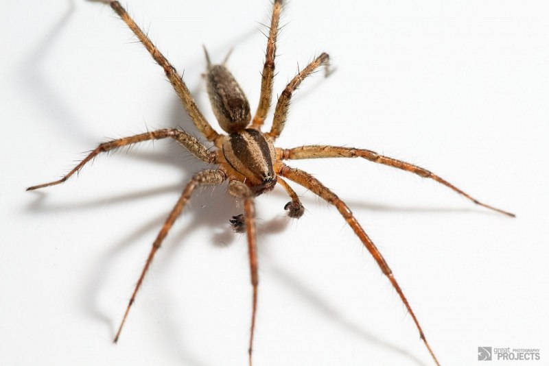 Tegenaria Agrestis паук Бродяга