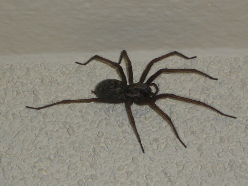 Паук Tegenaria duellica