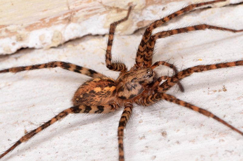 Tegenaria Agrestis паук Бродяга