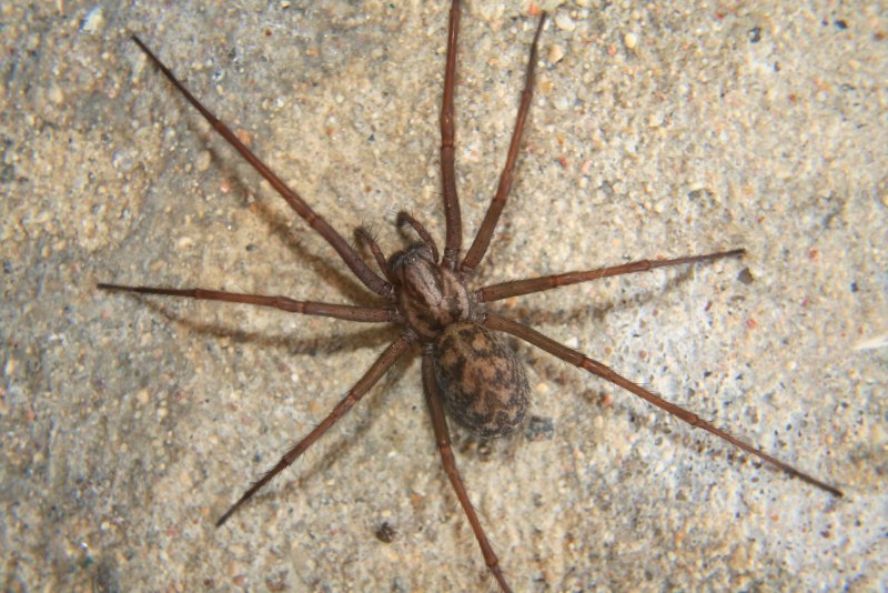 Tegenaria domestica укус