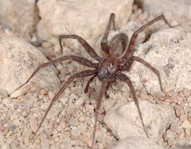 Домовой паук Tegenaria domestica
