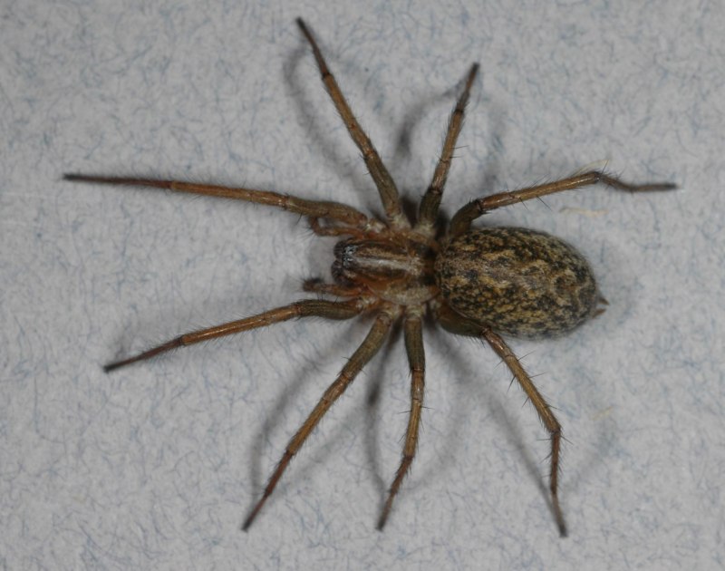 Домовой паук Tegenaria Agrestis