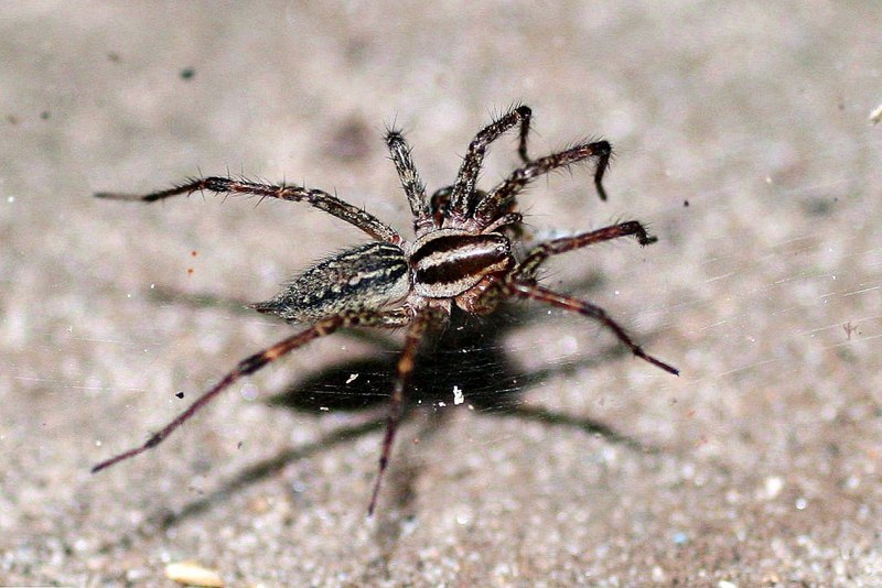 Домовой паук Tegenaria domestica