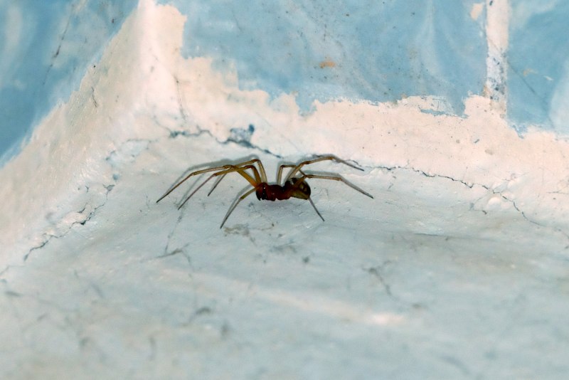 Eratigena Agrestis