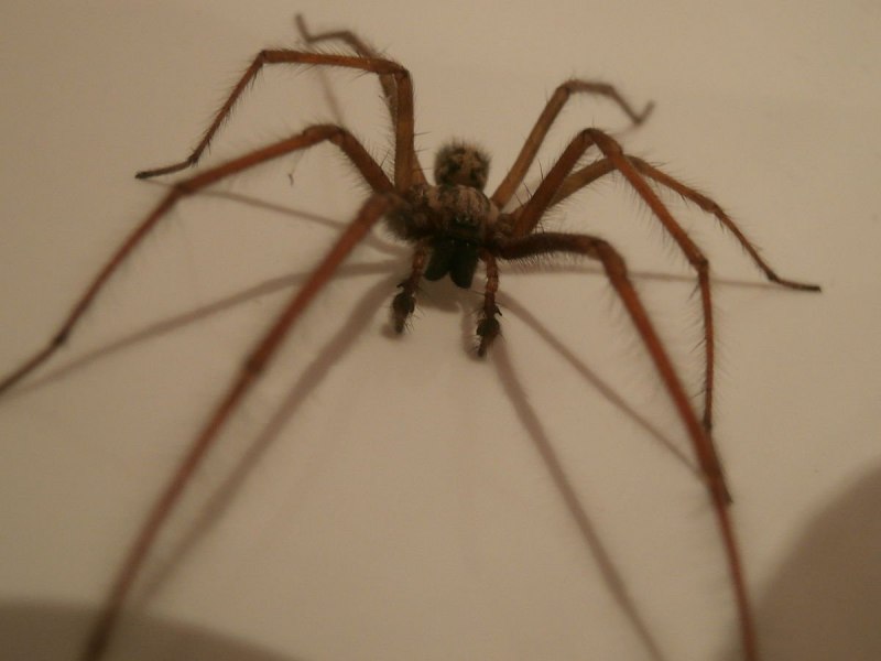 Паук Tegenaria atrica