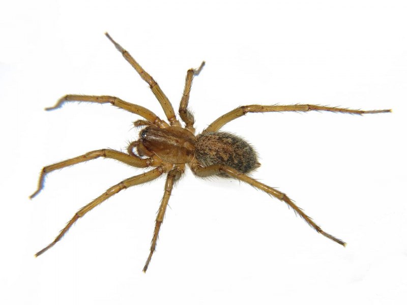 Домовой паук Tegenaria domestica