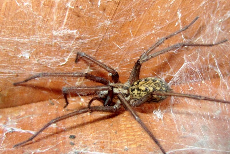Tegenaria Agrestis