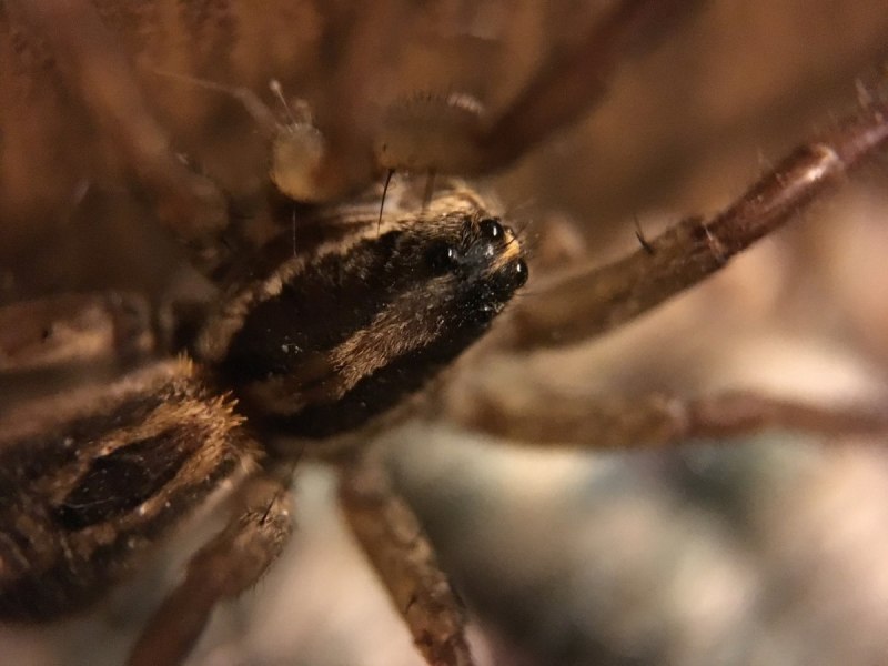 Домовой паук Tegenaria domestica черный