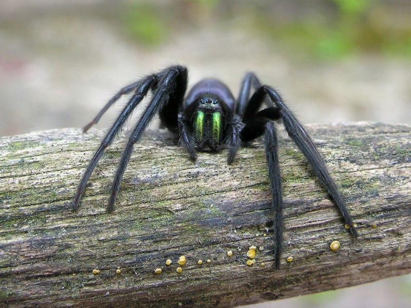 Домовый паук Tegenaria domestica