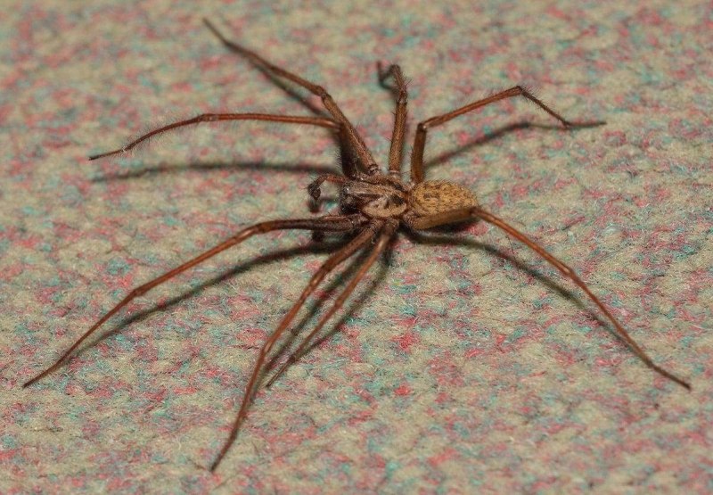 Домовой паук Tegenaria Agrestis