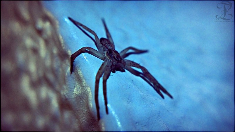 Tegenaria duellica