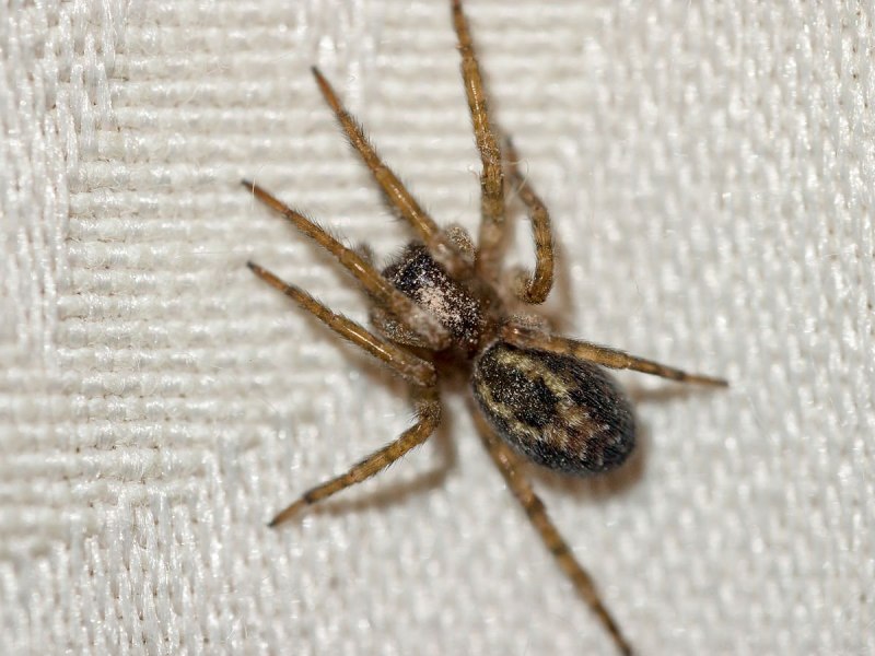 Poecilotheria Metallica укус