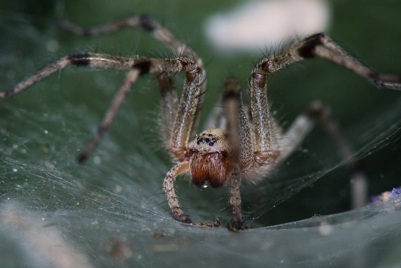 Euophrys omnisuperstes