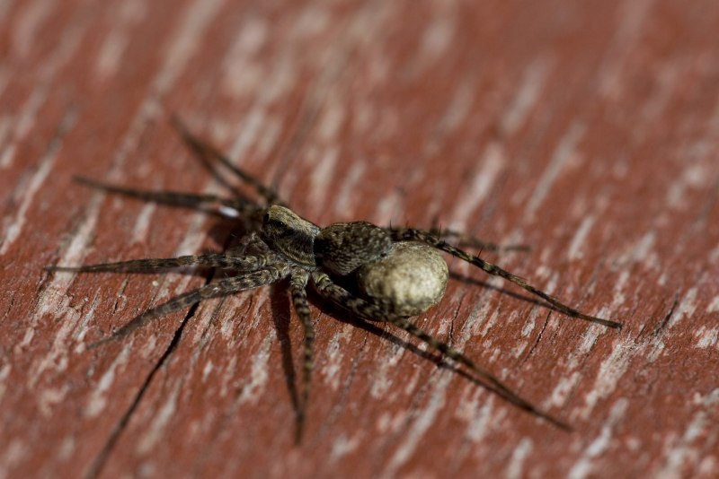 Домовый паук Tegenaria domestica