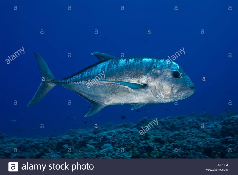 Giant Trevally рыба