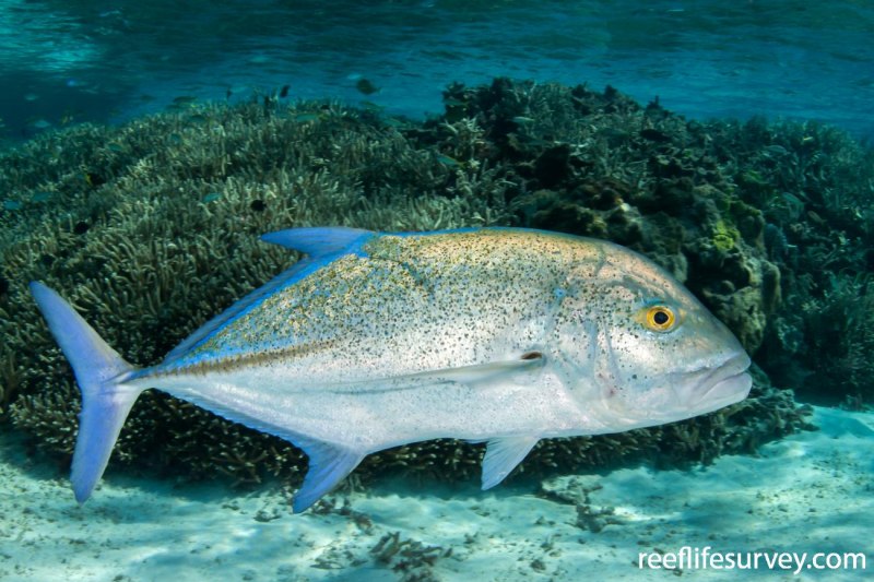 Giant Trevally рыба