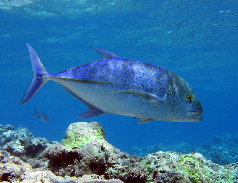 Giant Trevally