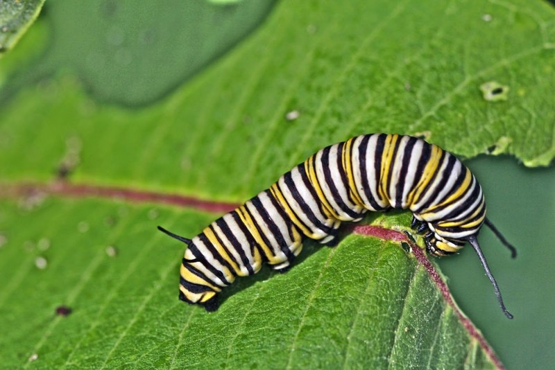 Gonepteryx rhamni лимонница