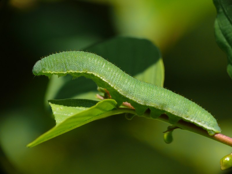 Gonepteryx rhamni гусеница