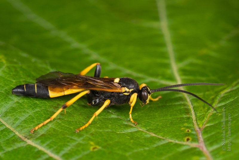 Executioner Wasp Оса