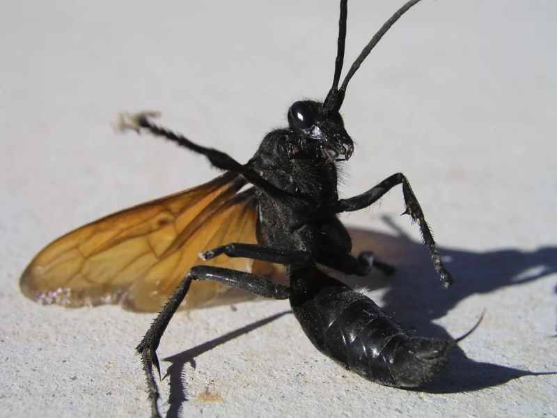 Наездник Echthrus reluctator l. (Ichneumonidae, Cryptinae)
