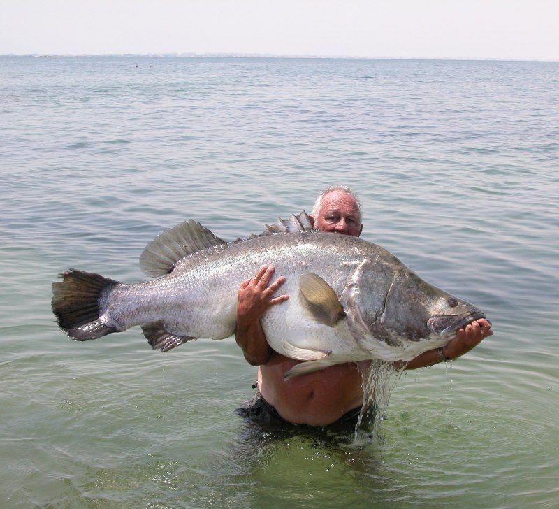 Восточный морской окунь