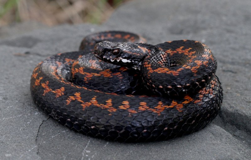 Farancia erytrogramma змея