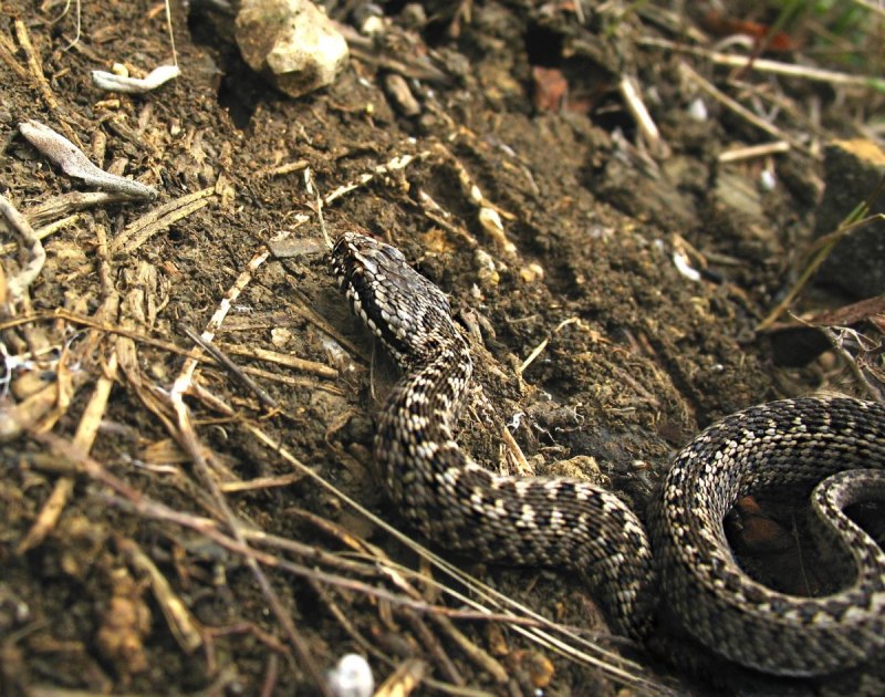Гадюка Лотиева (Vipera lotievi)