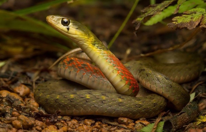 Гадюка Сахалинская ( Vipera sachalinensis )