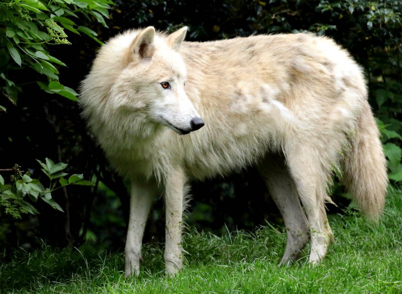 Гудзонский волк (56 фото)