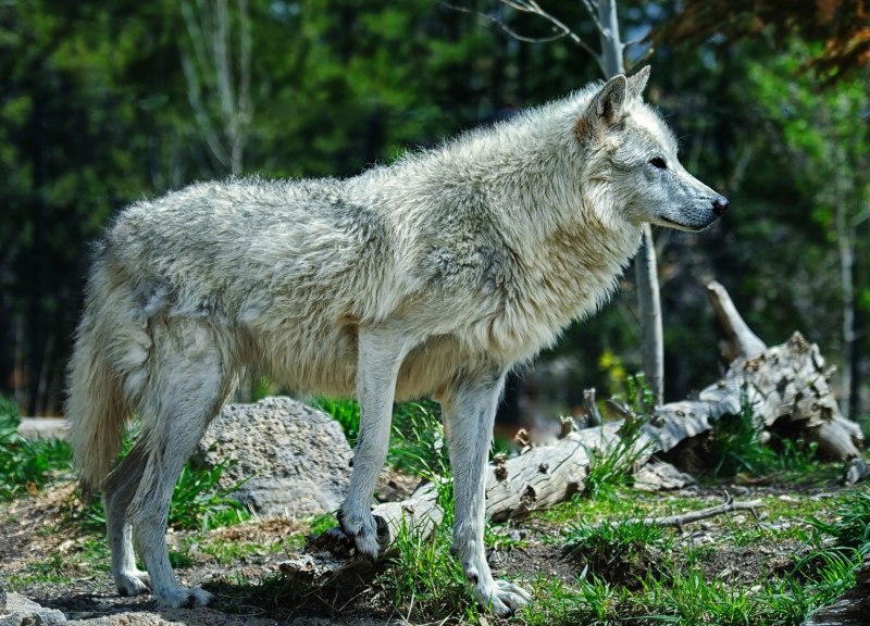 Canis Lupus hudsonicus