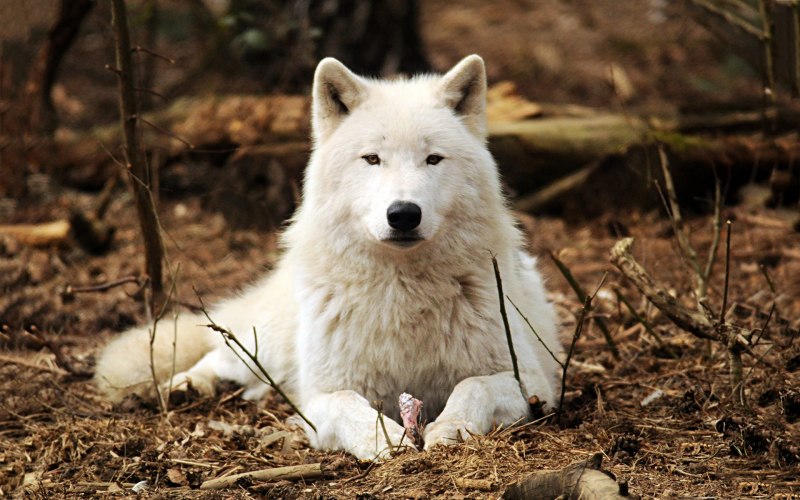 Canis Lupus hudsonicus