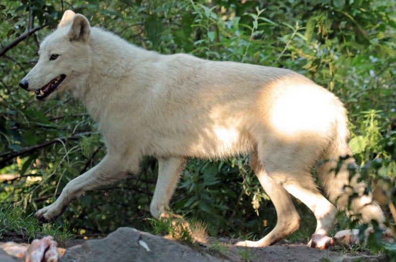 Canis Lupus смесь с лайкой