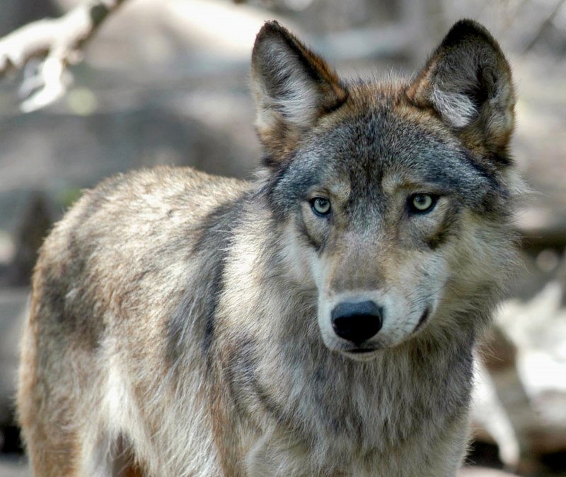 Arctic Wolf (Арктический волк)